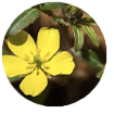 Tribulus Terrestris